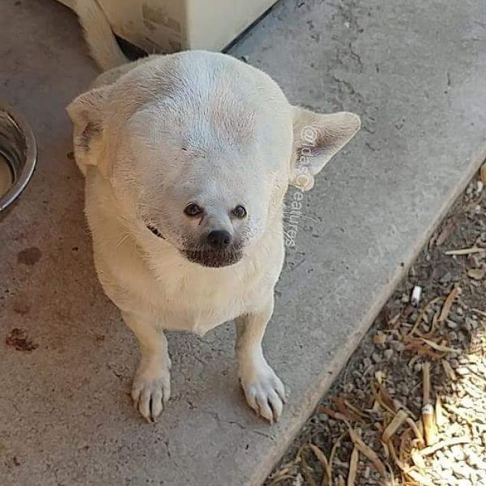 Девушка превращает питомцев в монстров при помощи фотошопа,  Ида 