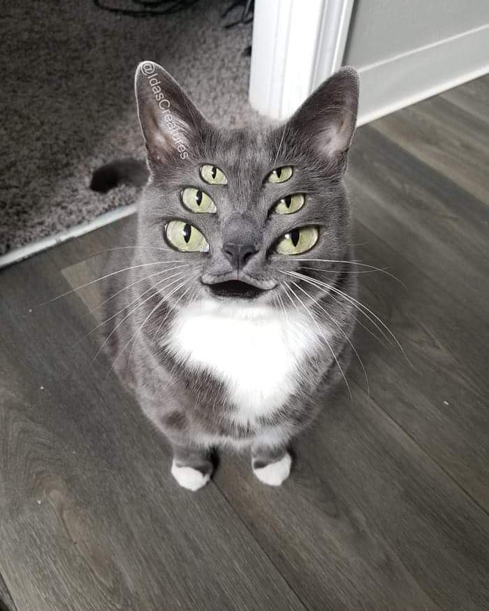 Девушка превращает питомцев в монстров при помощи фотошопа,  Ида 