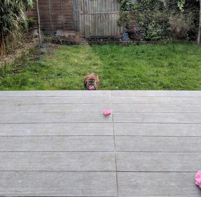 кошка Уилоу, кошка приносит цветы к крыльцу женщины, Женщина не знала что за поклонник приносит цветы к её крыльцу