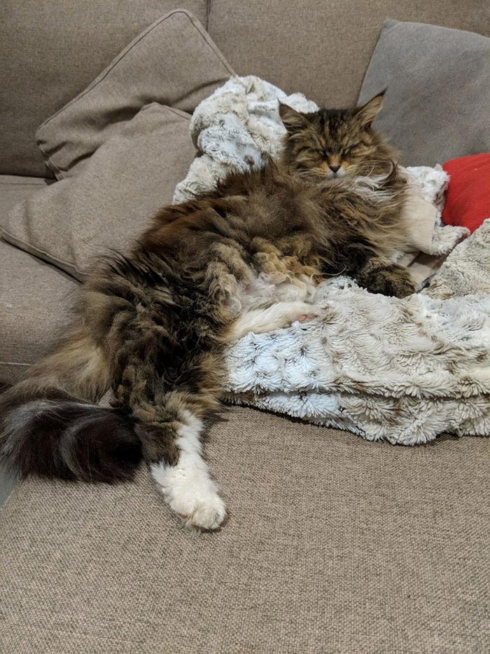 кошка Уилоу, кошка приносит цветы к крыльцу женщины, Женщина не знала что за поклонник приносит цветы к её крыльцу