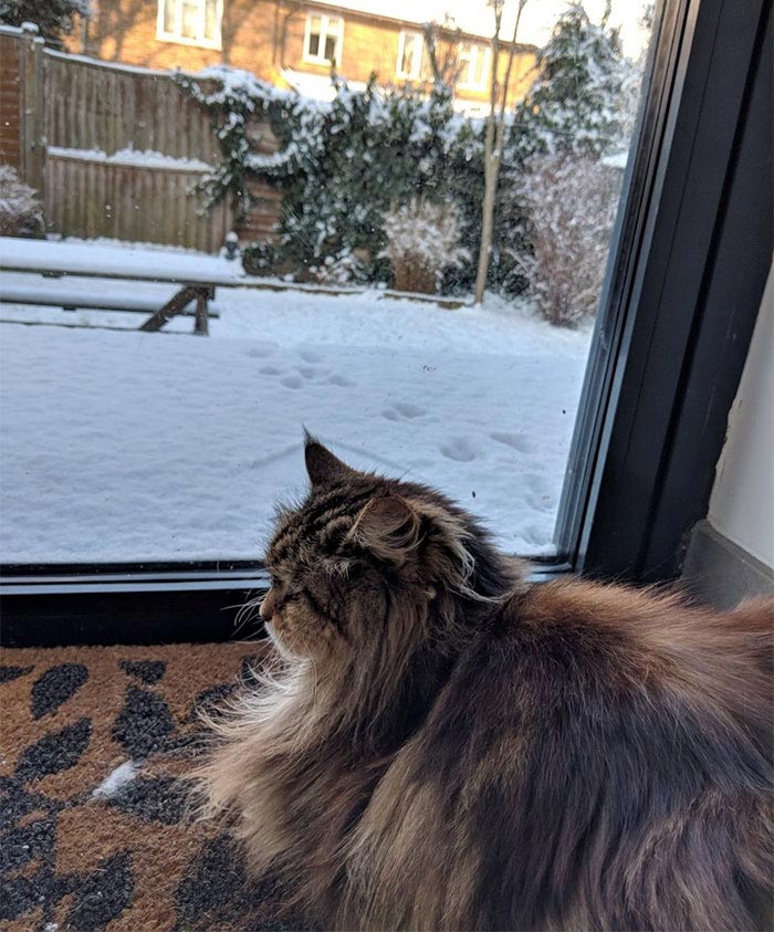 кошка Уилоу, кошка приносит цветы к крыльцу женщины, Женщина не знала что за поклонник приносит цветы к её крыльцу