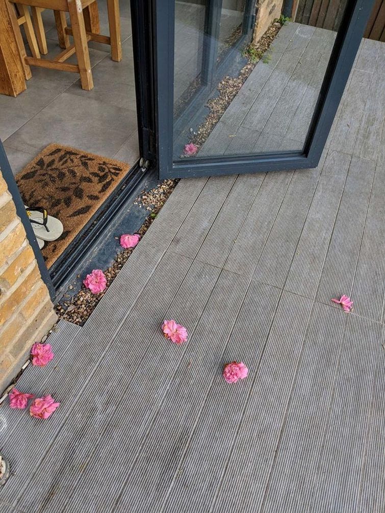 кошка Уилоу, кошка приносит цветы к крыльцу женщины, Женщина не знала что за поклонник приносит цветы к её крыльцу