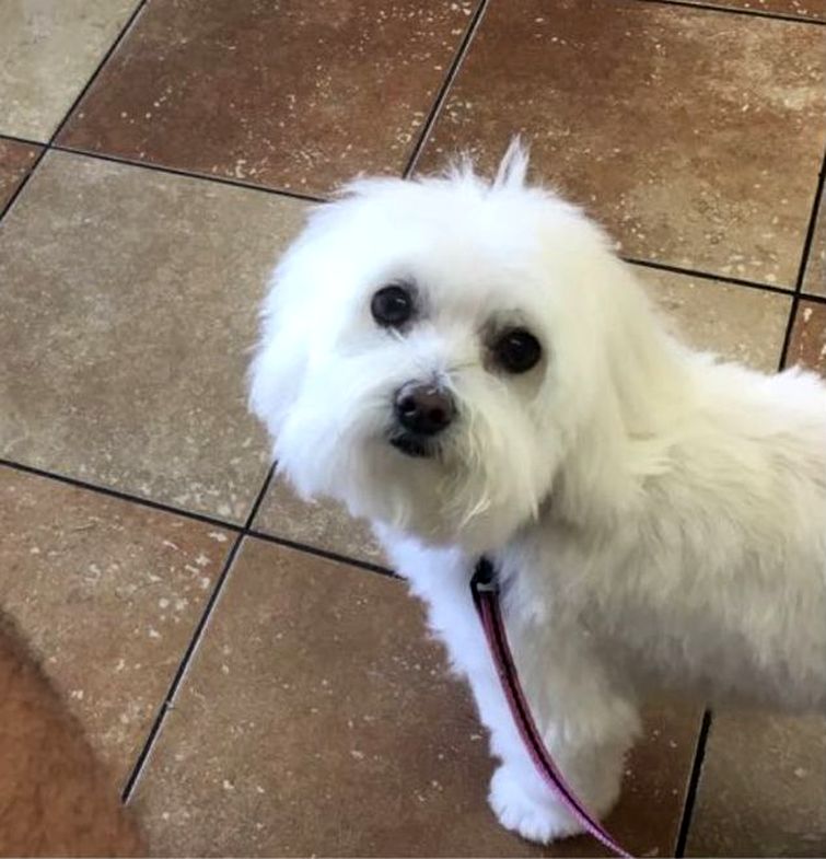 забрать собаку со стрижки, папа забрал не ту собаку, забрал со стрижки не ту собаку, не узнал свою собаку