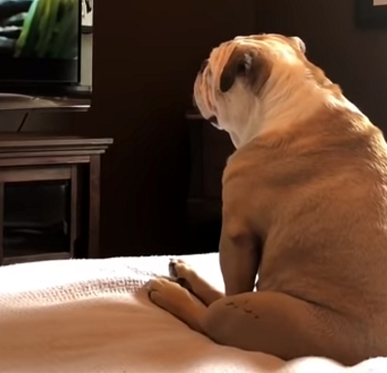 бульдог смотрит телевизор, собака смотрит кино, собака переживает за героев на экране, бульдог переживает фильм