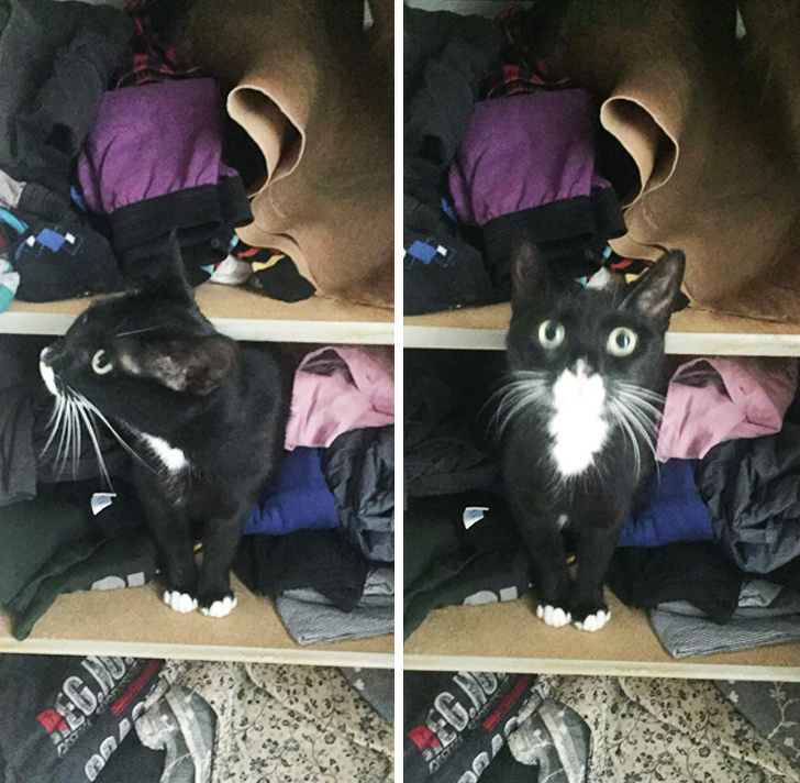 животные которые не ожидали что их застукают на месте преступления