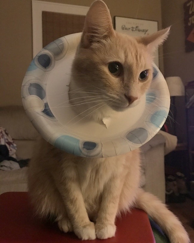 животные которые не ожидали что их застукают на месте преступления