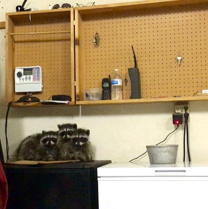 животные которые не ожидали что их застукают на месте преступления