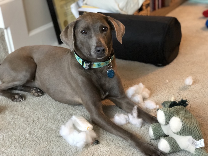 животные которые не ожидали что их застукают на месте преступления