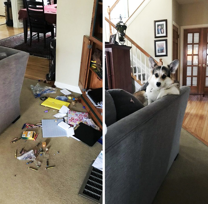 животные которые не ожидали что их застукают на месте преступления