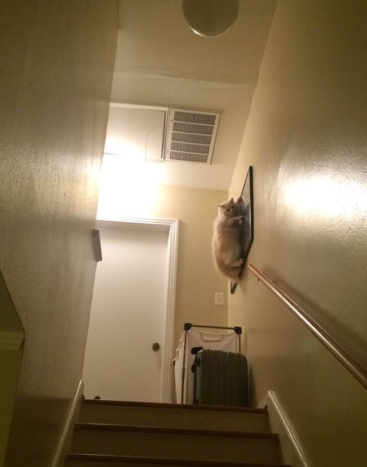 животные которые не ожидали что их застукают на месте преступления