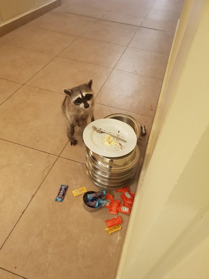 животные которые не ожидали что их застукают на месте преступления