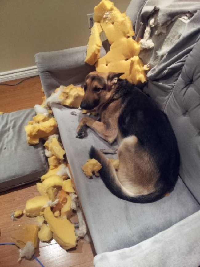 животные которые не ожидали что их застукают на месте преступления