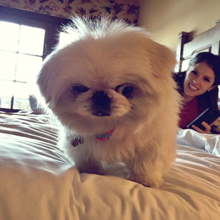 25 раз Анна Кендрик доказала, что она настоящая диснеевская принцесса Анна Кендрик доказала что она диснеевская принцесса, Кендрик, позирующая с разными животными