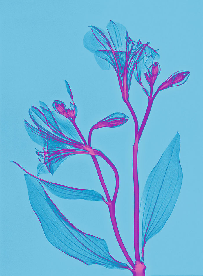 17 фотографий растений, которые были сделаны при помощи рентгена фотографии растений которые были сделаны при помощи рентгеновских снимков, Алекс Реба, Aleks Reba