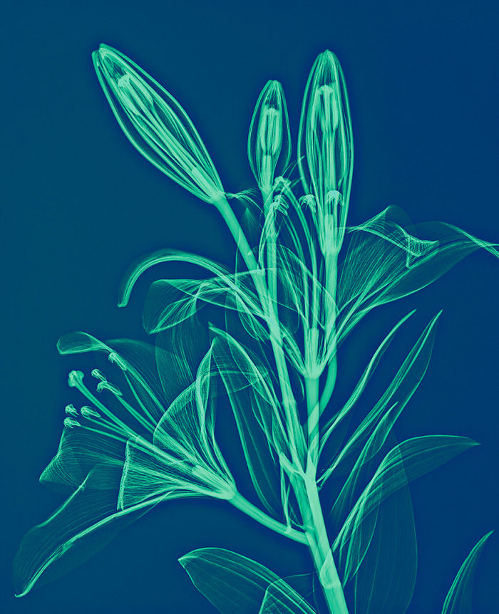 17 фотографий растений, которые были сделаны при помощи рентгена фотографии растений которые были сделаны при помощи рентгеновских снимков, Алекс Реба, Aleks Reba
