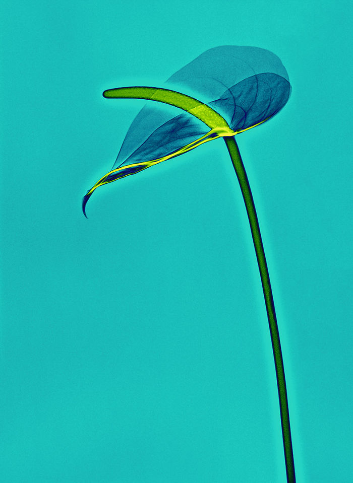 17 фотографий растений, которые были сделаны при помощи рентгена фотографии растений которые были сделаны при помощи рентгеновских снимков, Алекс Реба, Aleks Reba