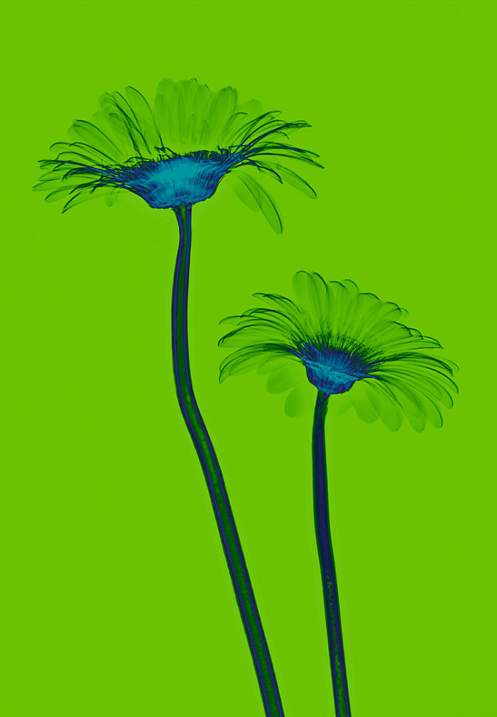 17 фотографий растений, которые были сделаны при помощи рентгена фотографии растений которые были сделаны при помощи рентгеновских снимков, Алекс Реба, Aleks Reba