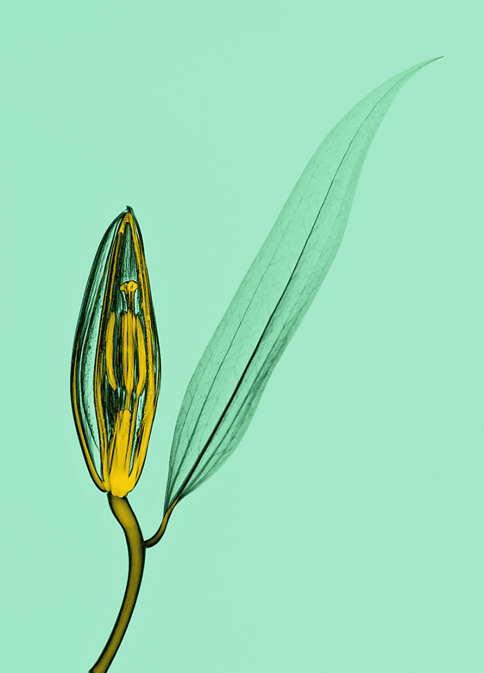 17 фотографий растений, которые были сделаны при помощи рентгена фотографии растений которые были сделаны при помощи рентгеновских снимков, Алекс Реба, Aleks Reba