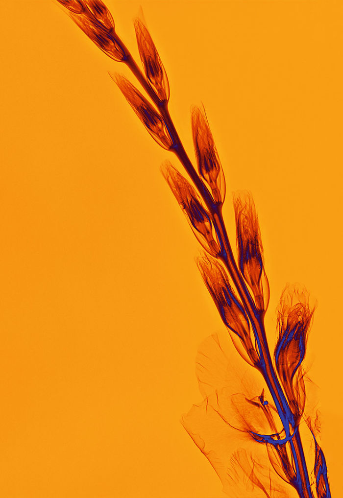 17 фотографий растений, которые были сделаны при помощи рентгена фотографии растений которые были сделаны при помощи рентгеновских снимков, Алекс Реба, Aleks Reba