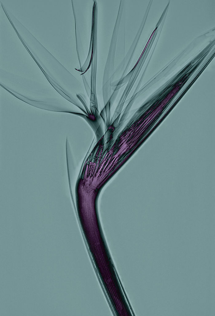 17 фотографий растений, которые были сделаны при помощи рентгена фотографии растений которые были сделаны при помощи рентгеновских снимков, Алекс Реба, Aleks Reba