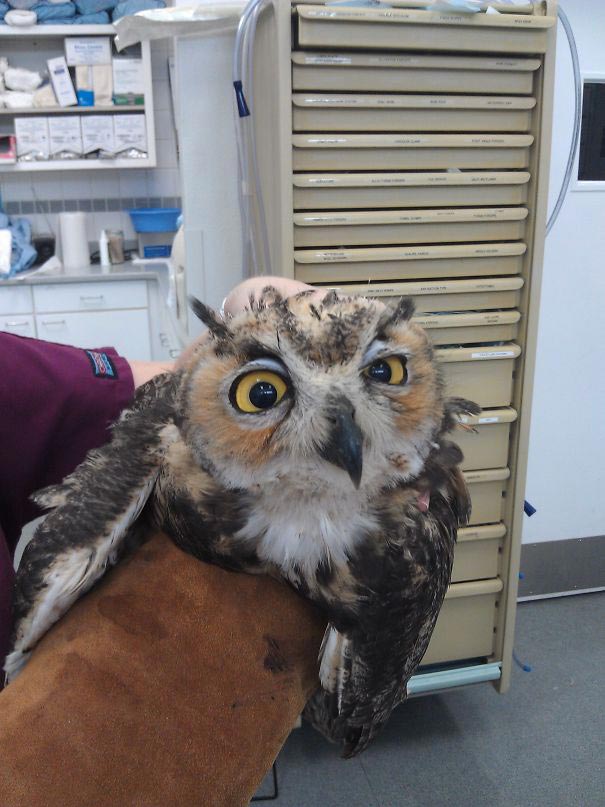 25 смешных животных, вернувшихся от ветеринара, чей внешний вид говорит сам за себя животные после ветеринара, смешные животные анестезия, животные под наркотиками, животные ветеринар