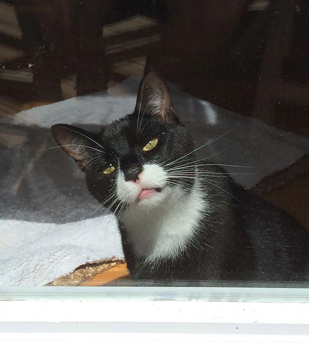 25 смешных животных, вернувшихся от ветеринара, чей внешний вид говорит сам за себя животные после ветеринара, смешные животные анестезия, животные под наркотиками, животные ветеринар