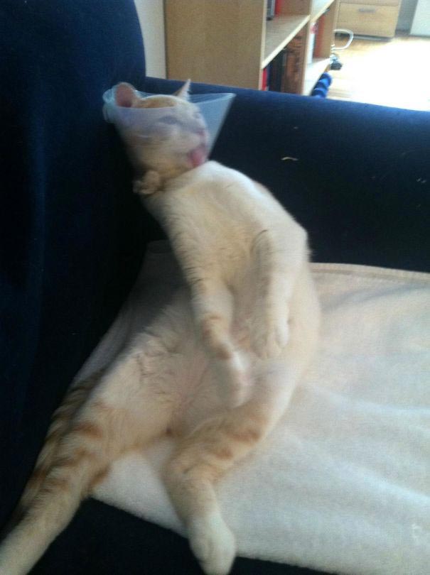 25 смешных животных, вернувшихся от ветеринара, чей внешний вид говорит сам за себя животные после ветеринара, смешные животные анестезия, животные под наркотиками, животные ветеринар