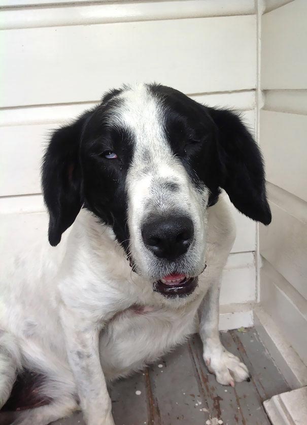 25 смешных животных, вернувшихся от ветеринара, чей внешний вид говорит сам за себя животные после ветеринара, смешные животные анестезия, животные под наркотиками, животные ветеринар