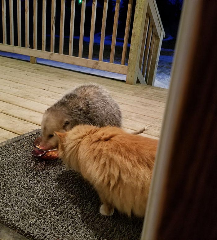 Реакция кота на опоссума крадущего его еду, кот и опоссум 