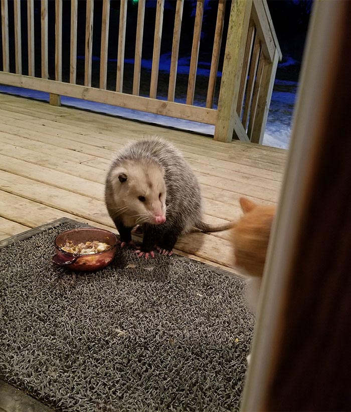 Реакция кота на опоссума крадущего его еду, кот и опоссум 