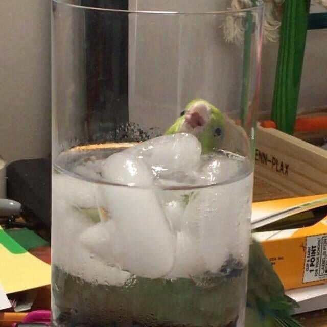 15 закрученных фотографий, на которые нужно взглянуть дважды, чтобы их понять фото взглянуть дважды, фото с сюрпризами, фото в идеальный момент, необычные совпадения