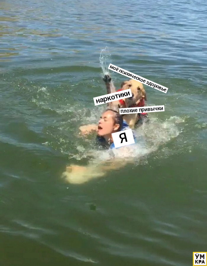 Собака-утопака, собака на озере, собака плавает на озере, собака чуть не утопила