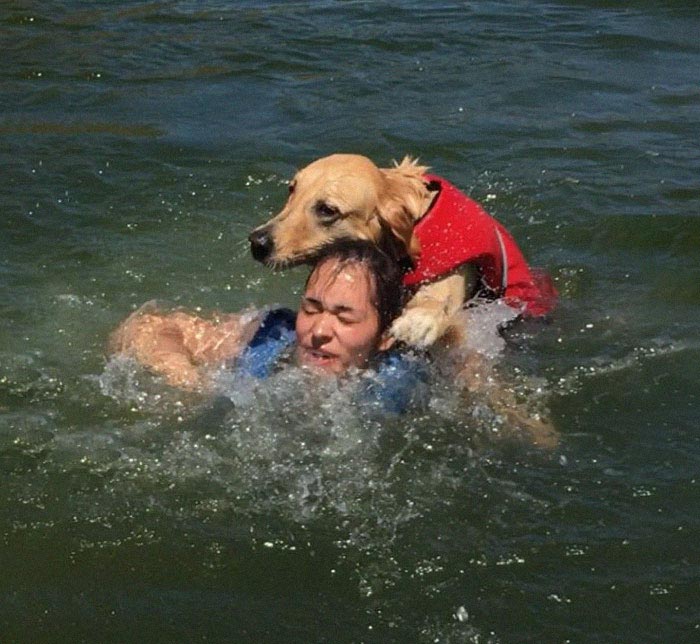 Собака-утопака, собака на озере, собака плавает на озере, собака чуть не утопила