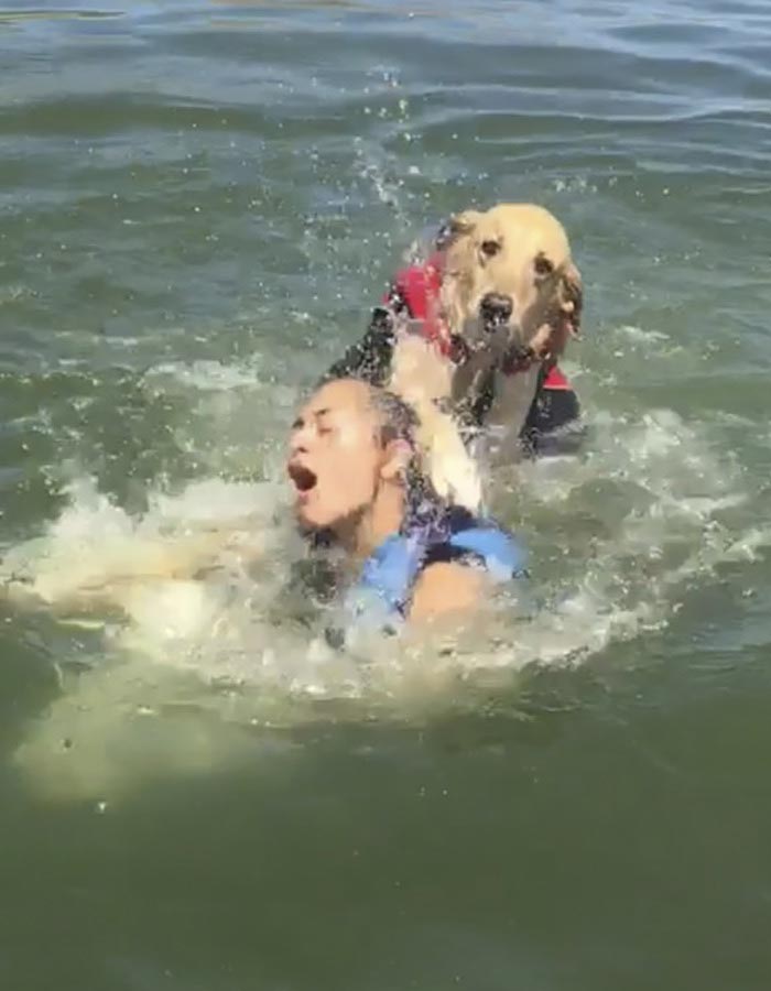 Собака-утопака, собака на озере, собака плавает на озере, собака чуть не утопила