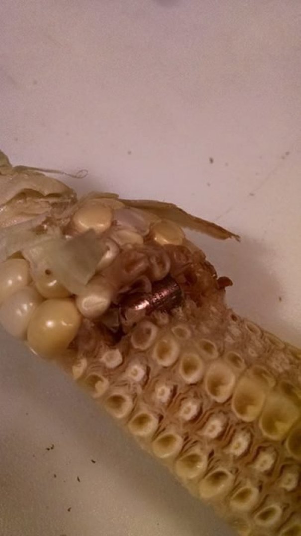 25 неожиданных вещей, которые случайно нашли люди (особенно удивил снимок кукурузы) неожиданные вещи, Люди обнаружили неожиданные вещи