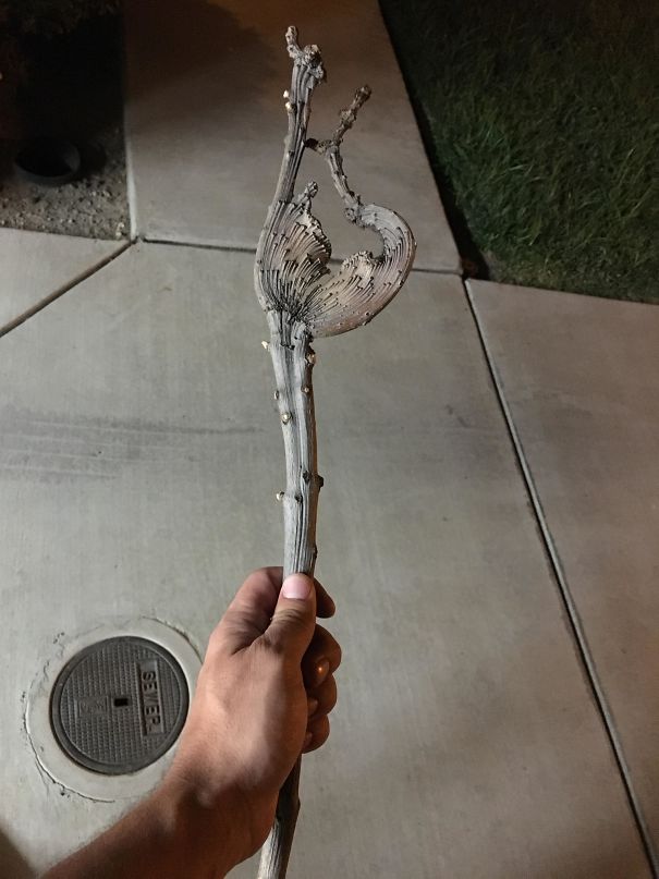 25 неожиданных вещей, которые случайно нашли люди (особенно удивил снимок кукурузы) неожиданные вещи, Люди обнаружили неожиданные вещи