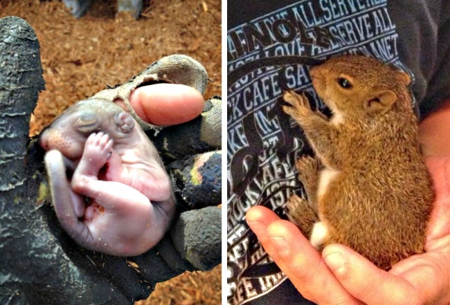 25 неожиданных вещей, которые случайно нашли люди (особенно удивил снимок кукурузы) неожиданные вещи, Люди обнаружили неожиданные вещи