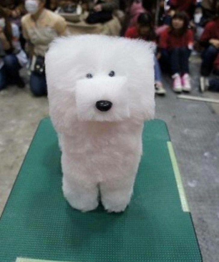 30 смешных кошек и собак до и после того, как они побывали у парикмахера кошки до и после того как побывали у парикмахера, собаки до и после того как побывали у парикмахера