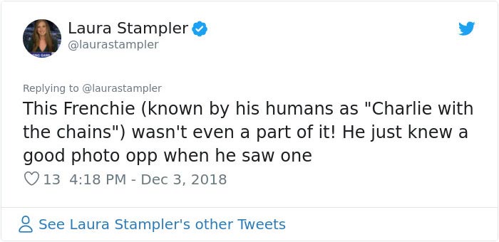 предложение руки 16 собак, предложение руки с собаками, помолвка 16 собак, помолвка с собаками