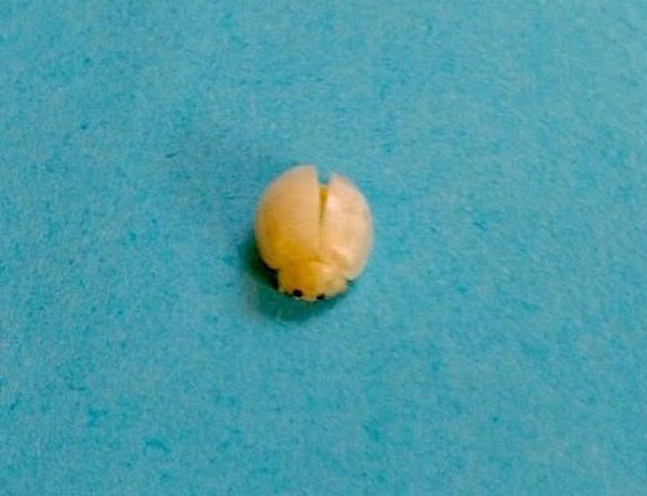 странные находки, люди нашли странные вещи 