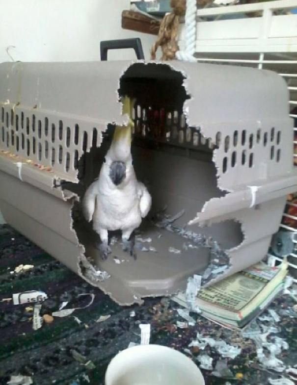 животные засранцы, животные ведут себя как засранцы 