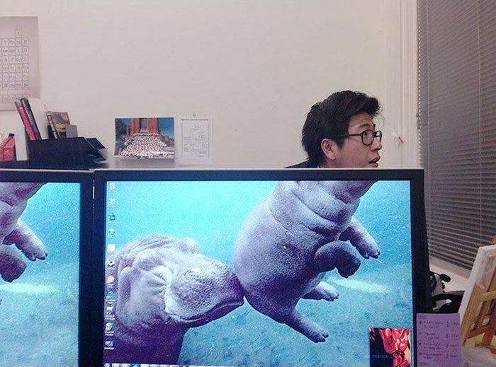 необычные обои на рабочий стол, весёлые обои на рабочий стол, смешные обои на рабочий стол