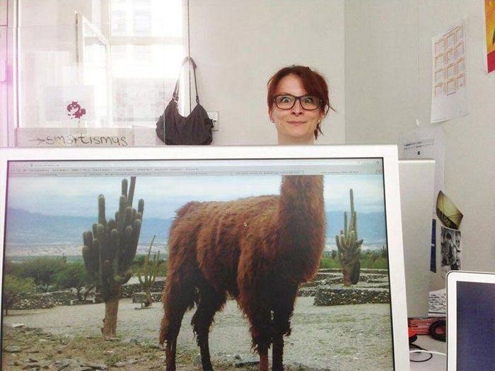 необычные обои на рабочий стол, весёлые обои на рабочий стол, смешные обои на рабочий стол