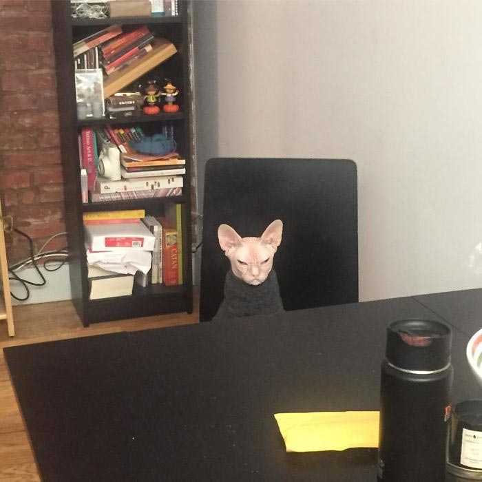 кот локи, кот сфинкс локи, суровый кот локи 