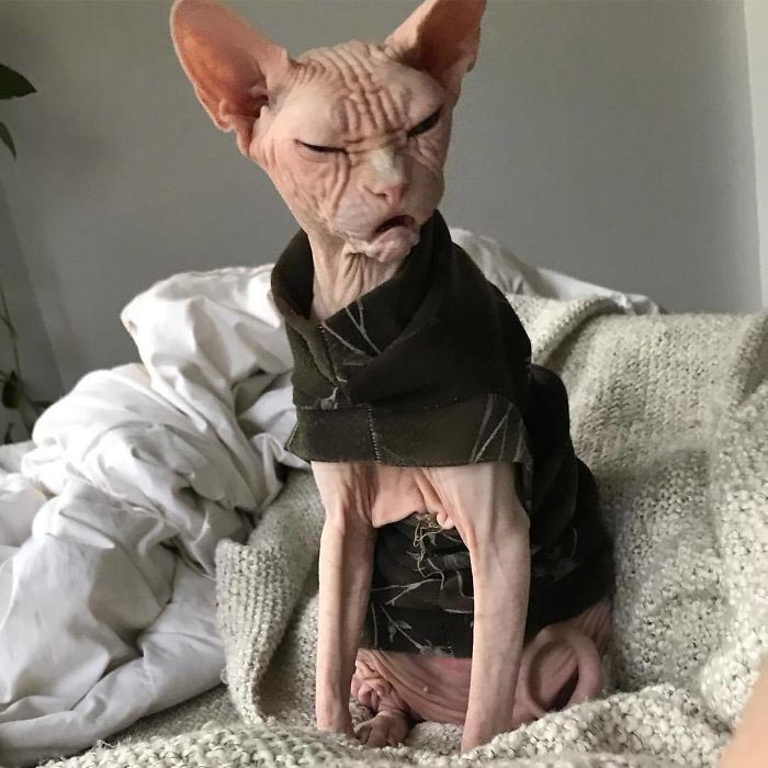 кот локи, кот сфинкс локи, суровый кот локи 