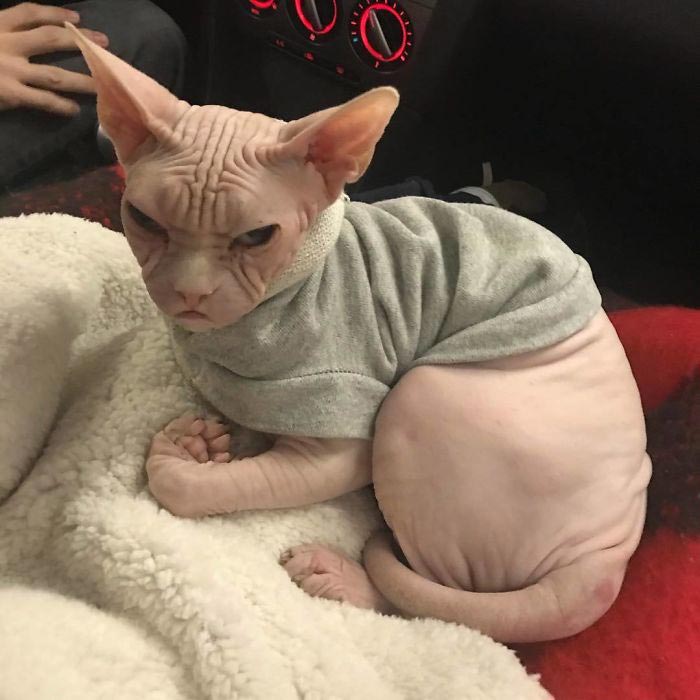 кот локи, кот сфинкс локи, суровый кот локи 