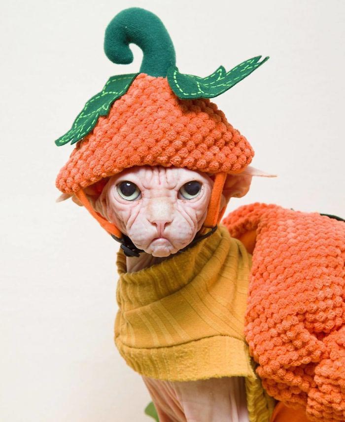 кот локи, кот сфинкс локи, суровый кот локи 