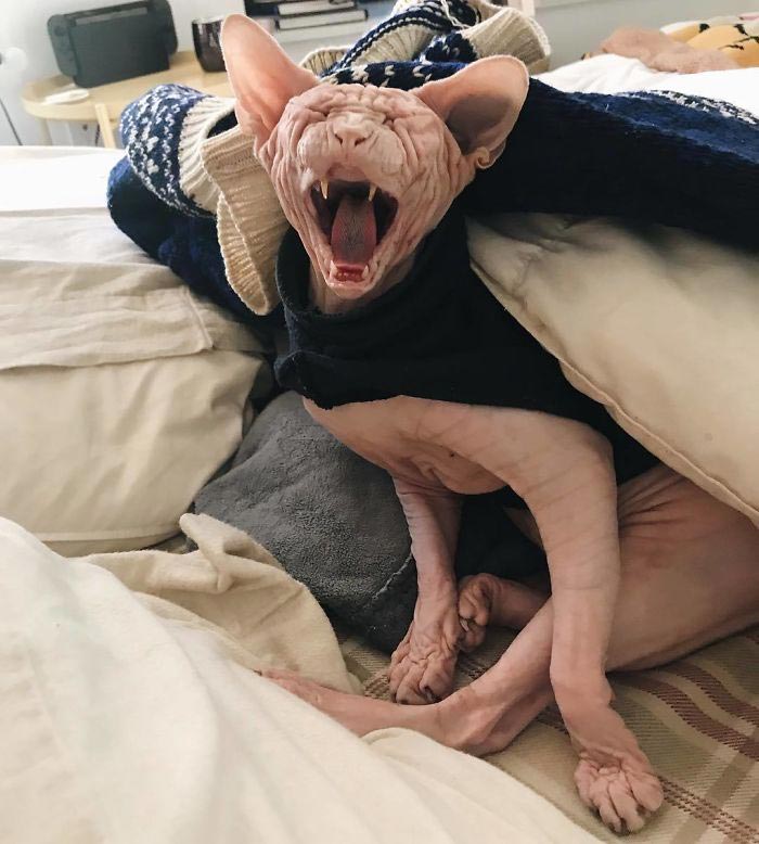 кот локи, кот сфинкс локи, суровый кот локи 