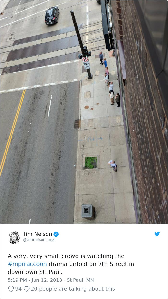 Весь интернет с замиранием сердца следил, как енот сутки взбирался на крышу небоскрёба енот взобрался на небоскрёб, енот влез по зданию, енот залез на небоскрёб, енот по стене небоскрёба