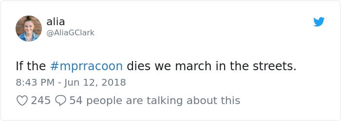 Весь интернет с замиранием сердца следил, как енот сутки взбирался на крышу небоскрёба енот взобрался на небоскрёб, енот влез по зданию, енот залез на небоскрёб, енот по стене небоскрёба